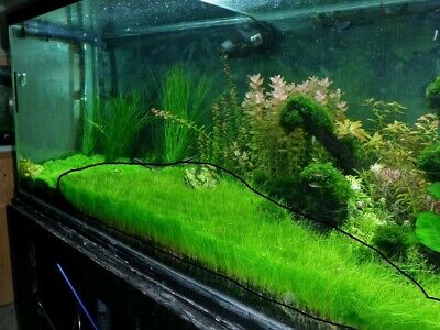 Dwarf Hairgrass Mini Eleocharis Parvula Live Aquarium Plants BUY 2 GET 1 FREE ✅ 3