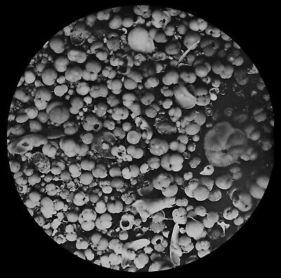 RARE Magic Lantern Slide FORAMINIFERA DEPTH 1900 FATHOMS C1894 MICROSCOPE PHOTO