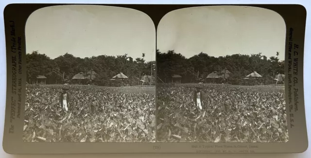 Japan Japanese Omori Ferme Farmer 1901 Foto Stereo Vintage P81L9n11