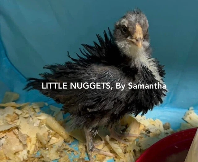 10+ MYSTERY FANCY Chicken Hatching Eggs! Silkie, Frizzle, And Polish