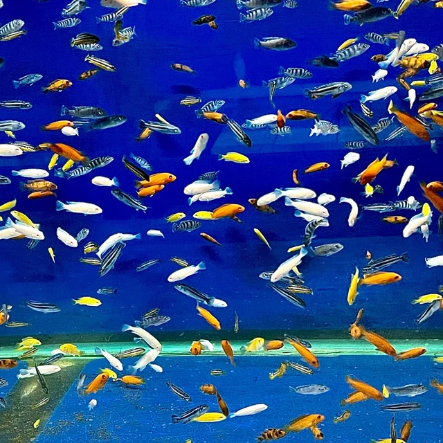 Assorted Mbuna African Cichlid 1" (Groups of 12x25x50x100) Live Fish Cichlids