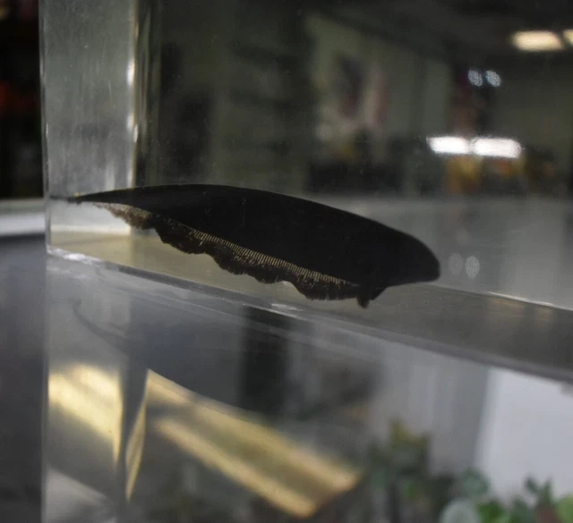 Live Black Ghost Knife Fish (3" Freshwater Aquarium Fish) *PLS READ DESCR* 4