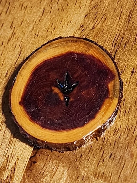 Turkey Print Engraved Cedar Round