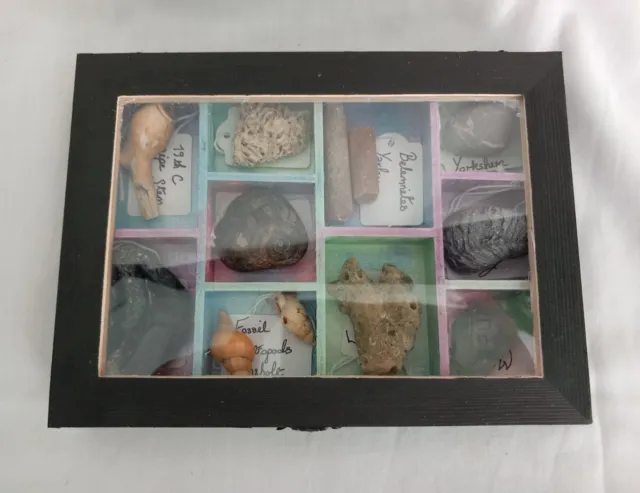 OOAK Collectors Treasure Box Of UK Fossils & Beachcombing Mudlark Finds
