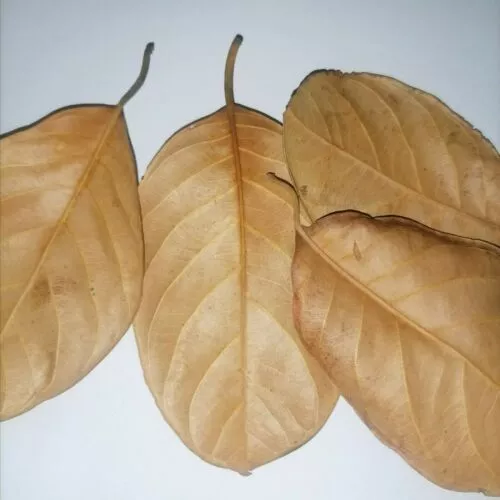 Jack Fruit Dry Leaves 100 Pcs Betta Fish Aquarium Best Organic Ceylon Natural