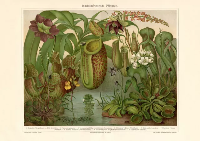 Insektenfressende Pflanzen historischer Druck Chromolithographie ca. 1905