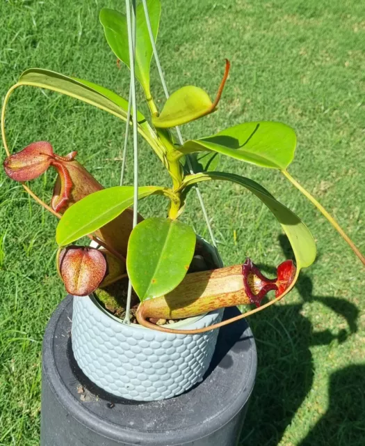 Nepenthes ( ventricosa x Sibuyanensis) x (truncata x lowii)