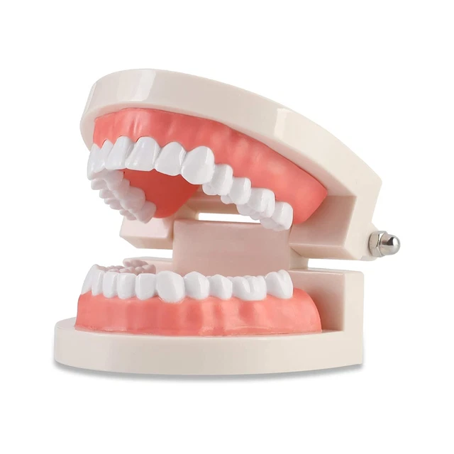 Dental Adult Standard Teeth Model, Typodont Demonstration Denture Model|Mouth T