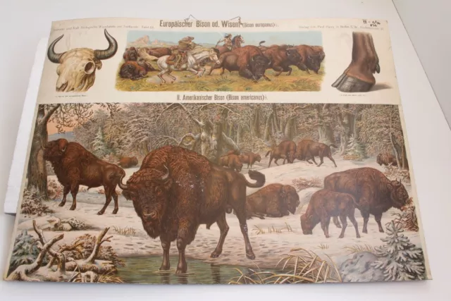 Alte Schulwandtafel Lehrtafel Bison Wisent Parey Berlin Kull Bamberg Tafel 68