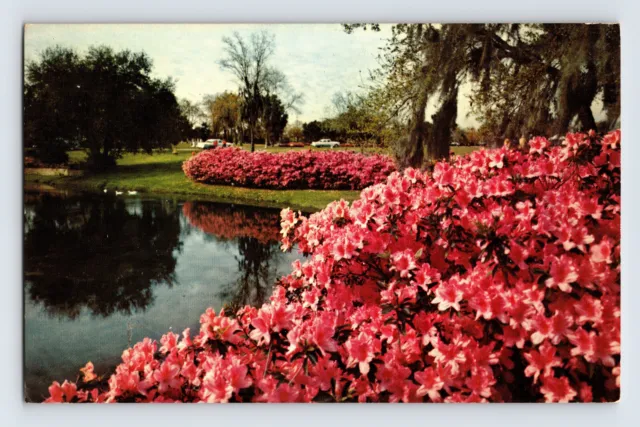 Postcard Florida Sylvan Abbey FL Azalea Flowers Clearwater Safety Harbor 1971
