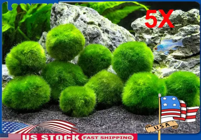 4cm Marimo Moss 5 Balls Cladophora Live Aquarium Plant Fish Tank