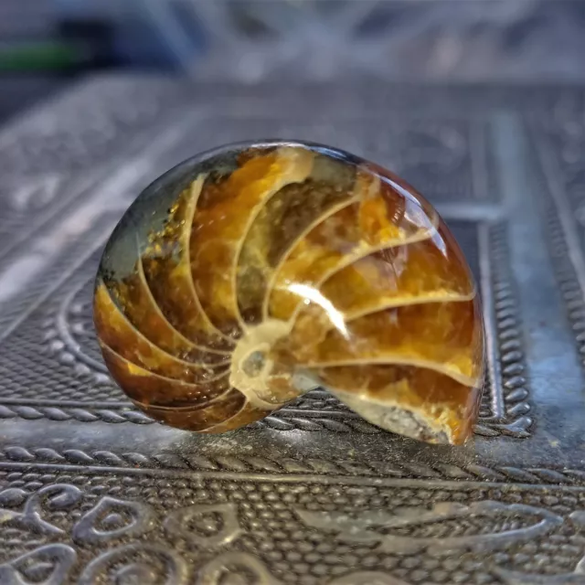 Nautilus Cymatoceras Ammonit  Ammoniten Nautilid Zen Garten Perlboot Fossil Nr.Z