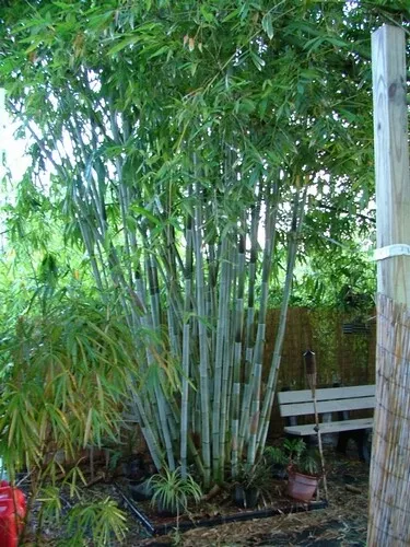 4 graines de BAMBOU BLANC POUR POT(Dendrocalamus minor)G777 WHITE BAMBOO SEEDS