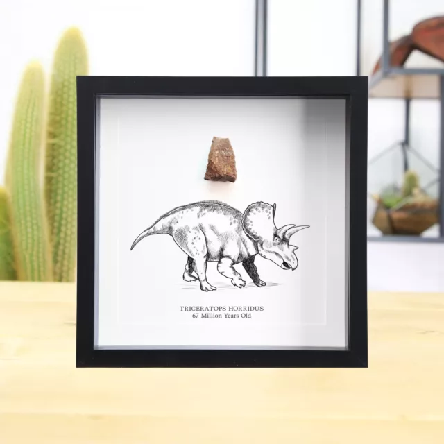 Real Dinosaur Triceratops Tooth & Illustration Fossil Frame Jurassic Archaeology