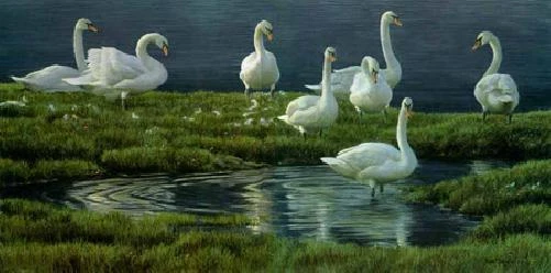 Robert Bateman Bank of Swans Canvas