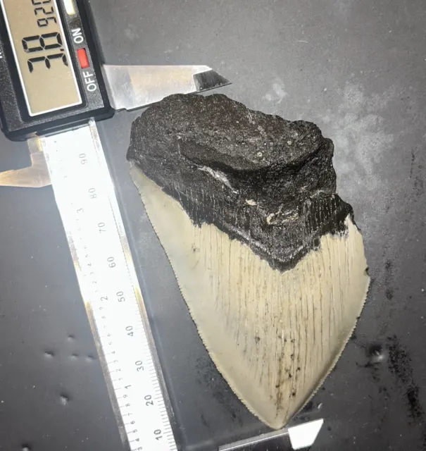 3.8 Inch Real Megalodon Shark Tooth Big Fossil Genuine Prehistoric Meg Teeth