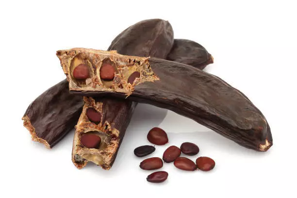 15 Graines de Caroubier, Ceratonia siliqua, Carob tree seeds