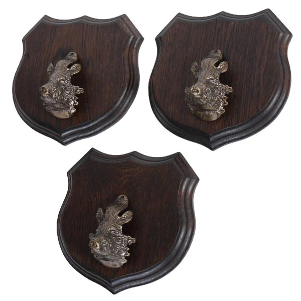 3x Wappenschilder Jabalí Af 17cm Escudo de Trofeo Jabalí Cabeza Portada Grande
