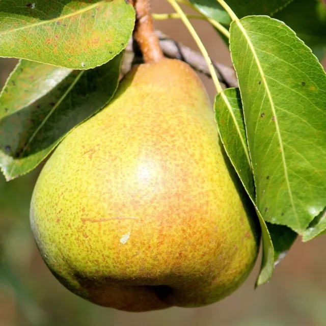 Birnenbaum Ukrainisch große Früchte Obstbaum Birne 80cm / 140cm