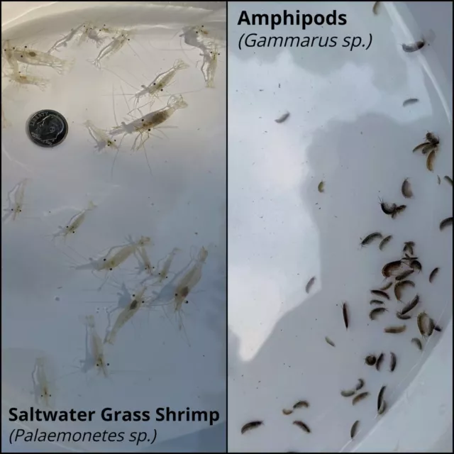 25 Live Saltwater Grass Shrimp & Amphipods (50-100 count)