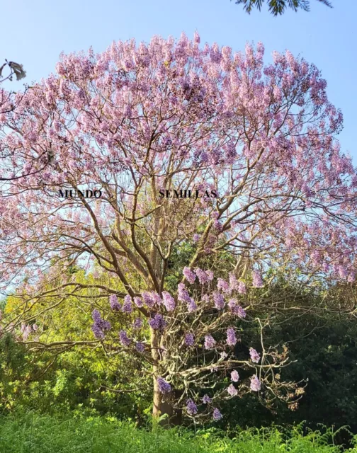 PAULOWNIA tomentosa   1000 semillas - seeds 3