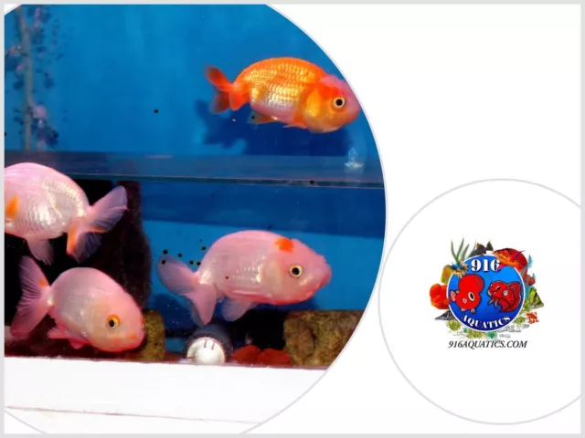 2.5 Inch Ranchu Live Goldfish 1 Piece Random