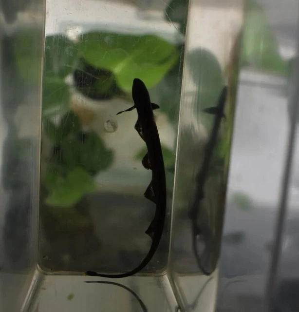 Live Black Ghost Knife Fish (3" Freshwater Aquarium Fish) *PLS READ DESCR* 6