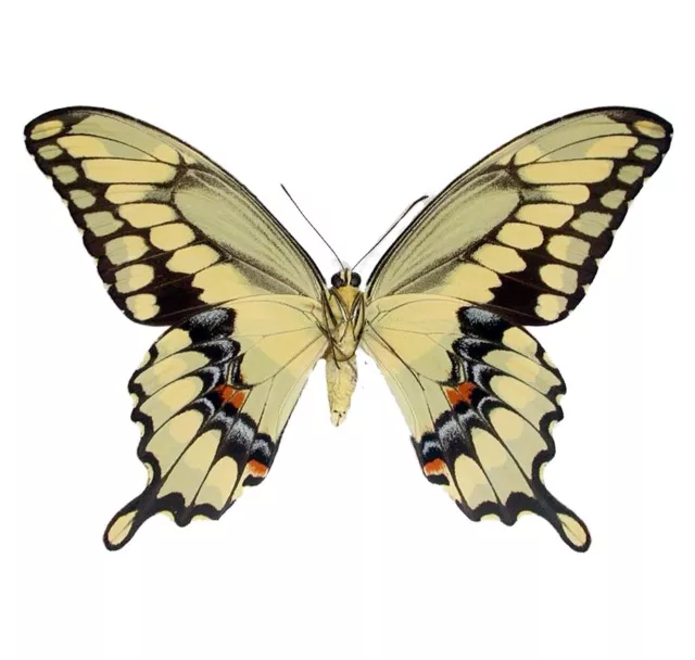 Papilio cresphontes rumiko ONE REAL BUTTERFLY GIANT SWALLOWTAIL WINGS CLOSED