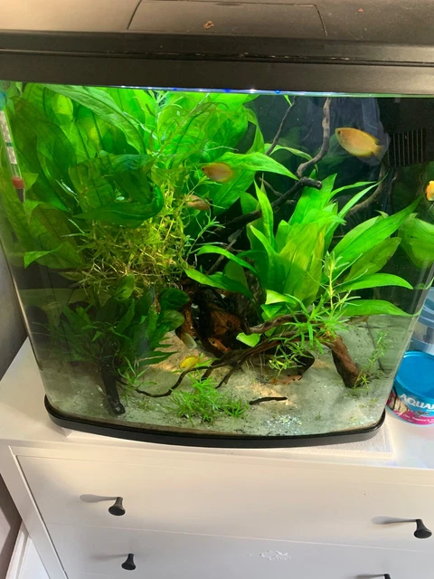 aquarium fish tank 95L interpet love fish