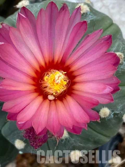 Nataellis VERKAUF 50 % 20 SAMEN ASTROPHYTUM ASTERIAS ROTE BLUME