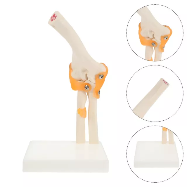 Plastic Elbow Joint Model Manikin Surgery Professional Technology