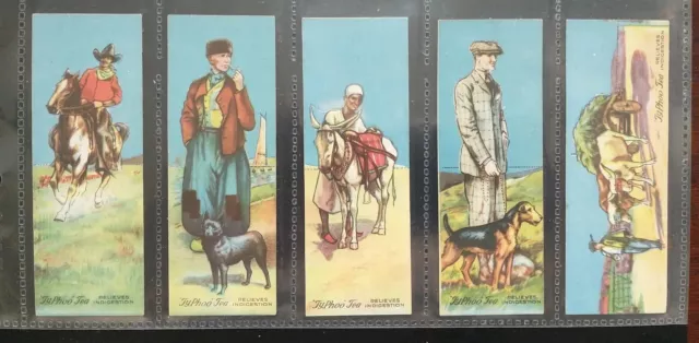 Typhoo tea cards animals friends of man 1927 full set 25