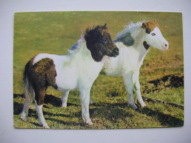 Shetland Ponies - near Lerwick, Scalloway, Sumburgh etc. (J Arthur Dixon – 1972)