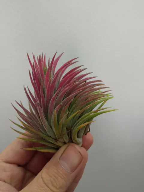 Tillandsia Ionantha Tri Rouge Plantes Collection Carnation D'Air 5 CM Approx.