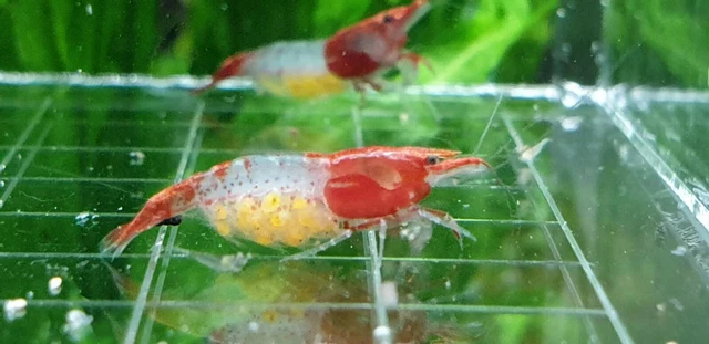 10+1  Red Rili Shrimp Freshwater Neocaridina Aquarium Shrimp. Live Guarantee