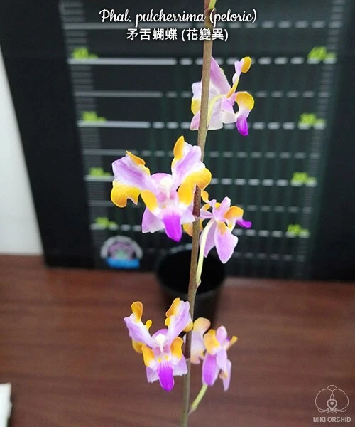 Orchid Orchidee Doritis pulcherrima (peloric), cute flowers, few plants  (6 L)