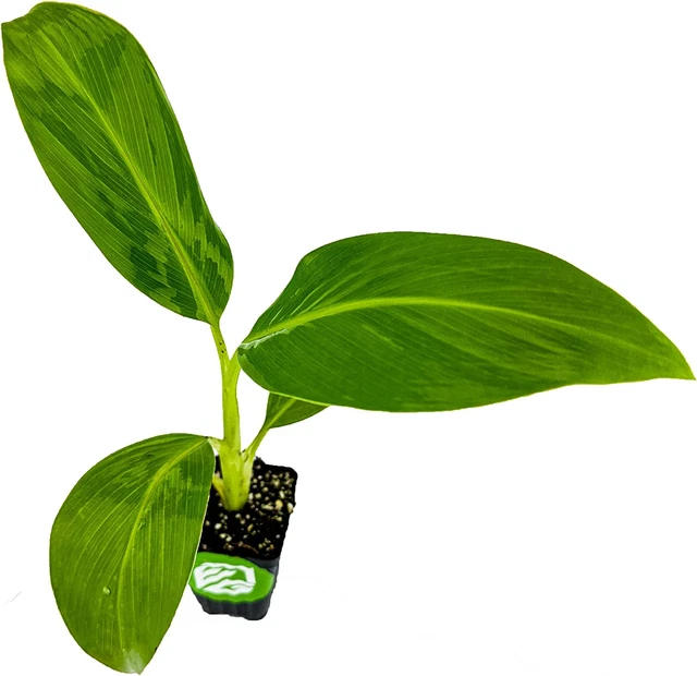 DWARF NAMWA BANANA Tree (Pisang Awak) Live Plant - Musa $39.41 - PicClick