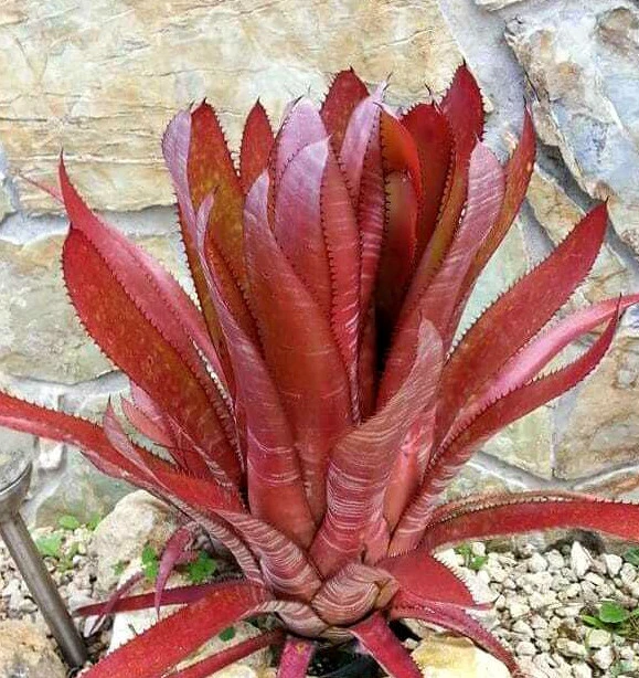 ブロメリア・エアープランツ Aechmea phanerophlebia Rubra aechmea phanerophlebia BROMELIAD**AECHMEA PHANEROPHLEBIA