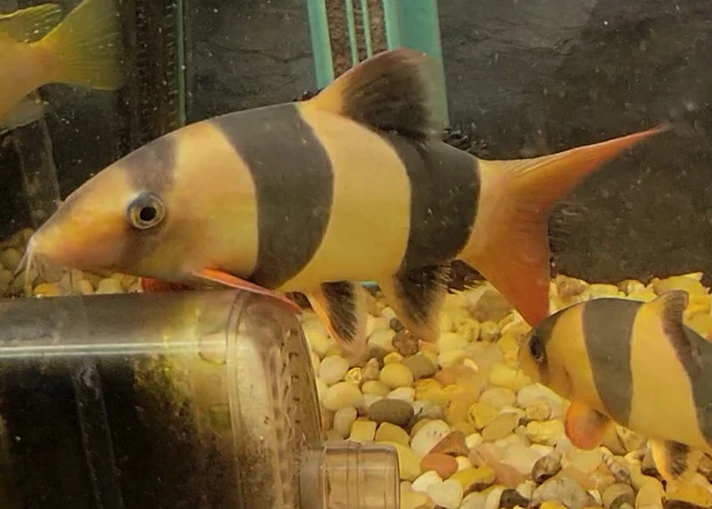 Big Clown Loach 4"   (Chromobotia Macracanthus)