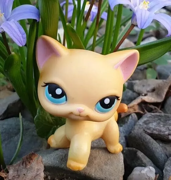 Lps shorthair 339 shop