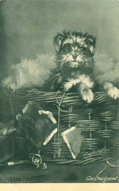 Rare Yorkshire Terrier Puppy Tuck's Dog SIGNED Postcard England Carrington c1910