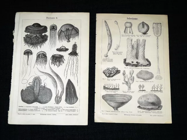 SCHWÄMME & MEDUSEN – Lithographie von 1890 – 132 Jahre ORIGINAL