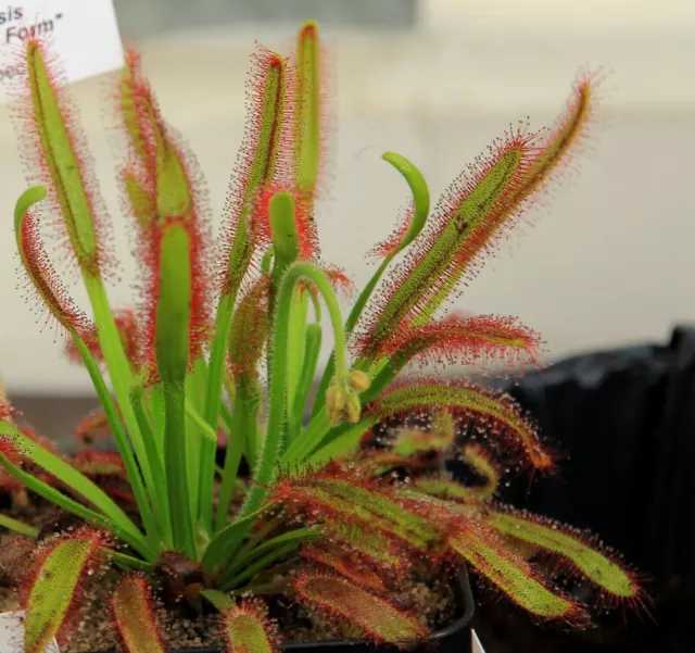 Drosera Capensis * Cape Sundew * Carnivorous Plant * 10 Rare Seeds *