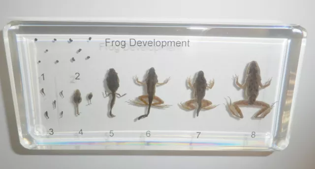 Frog 8 Stage Life Cycle Set East Asian Bullfrog Clear Education Animal Specimen