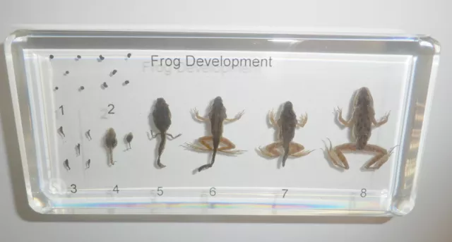 Frog Life Cycle Set East Asian Bullfrog 8 Stages Animal Specimen Learning Aid