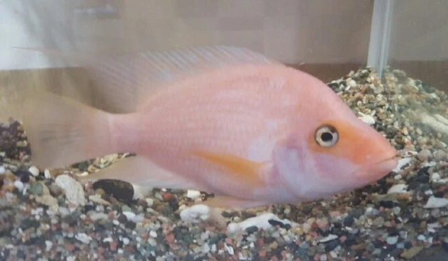 3x Red Devil Cichlid (1.5-2") Live Fish 2Day Fedex shipping 2