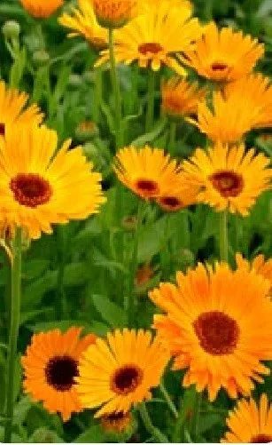 Flower - Calendula officinalis - Pot Marigold - Nova - 500 Seeds