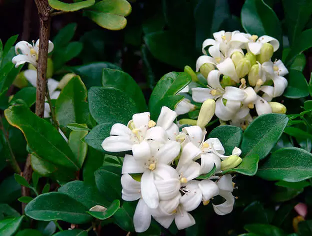 Murraya Paniculata - Orange Jasmine - Extremely Fragrant Flowers jocad - 5 Seeds