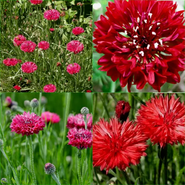 CORNFLOWER RED BALL 85 Seeds (CENTAUREA) Grow FLOWERS Beautiful GARDEN