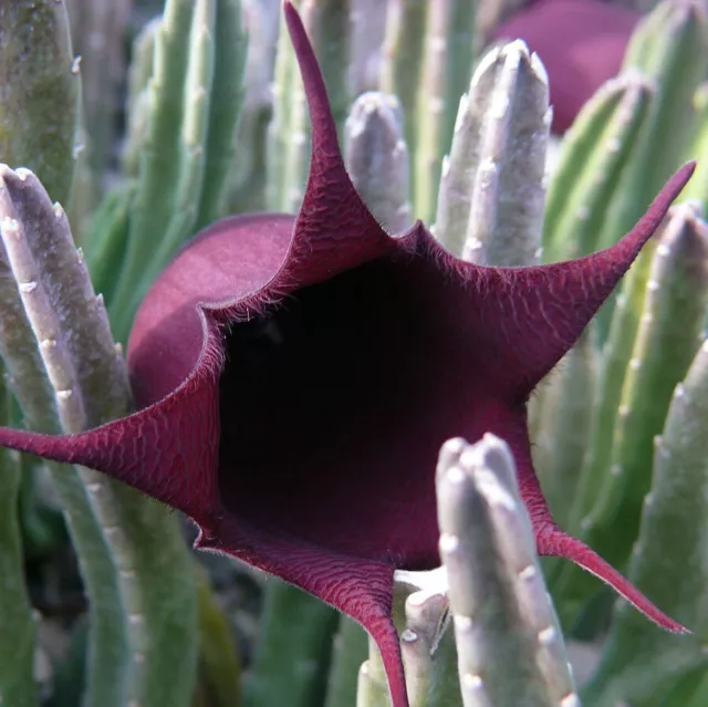 Bell Stapelia (Stapelia leendertziae)  - 5 seeds